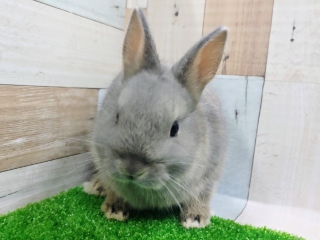 ネザーランドドワーフ