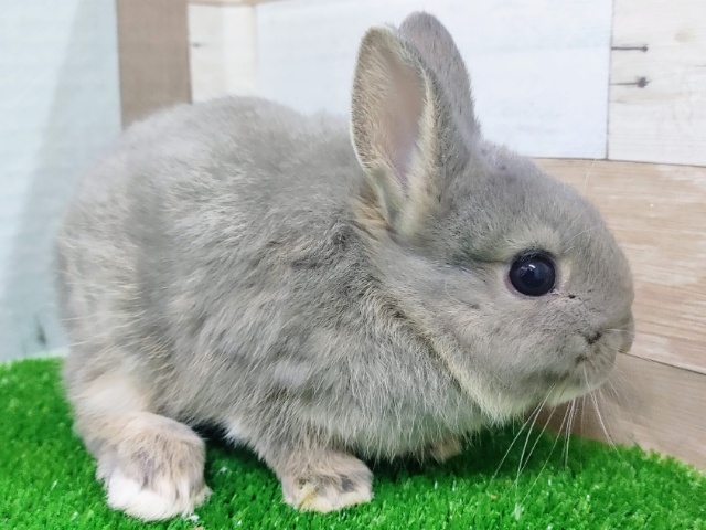 ネザーランドドワーフ