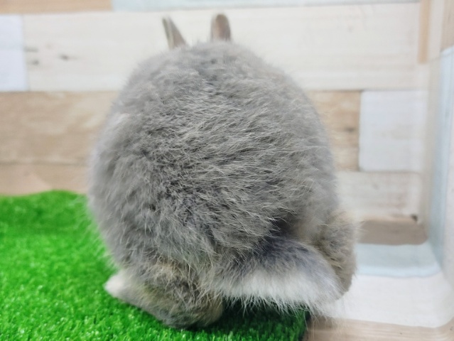 ネザーランドドワーフ