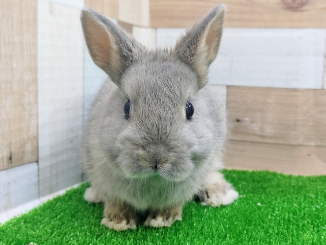 ネザーランドドワーフ