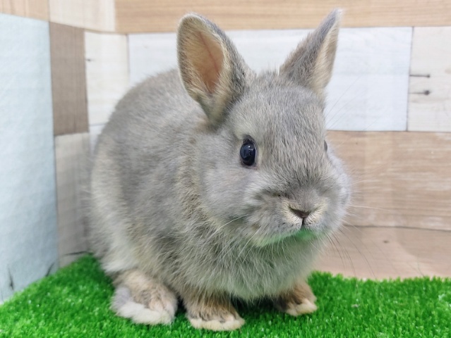 ネザーランドドワーフ