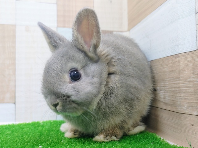 ネザーランドドワーフ