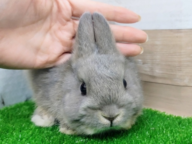 ネザーランドドワーフ