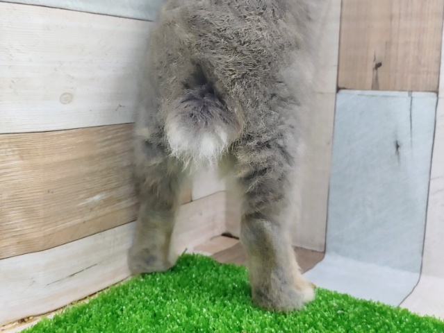 ネザーランドドワーフ