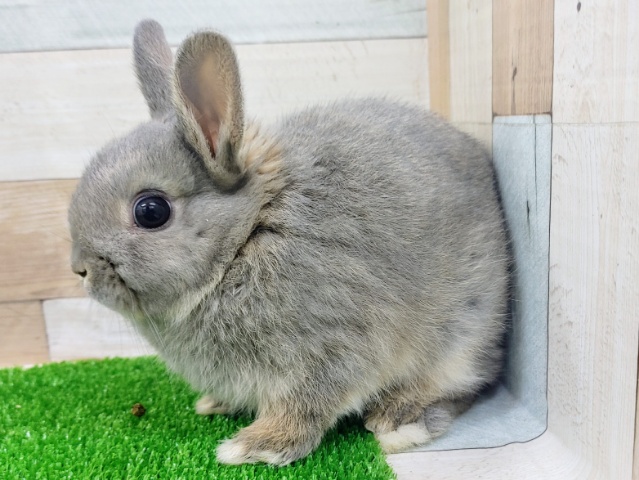 ネザーランドドワーフ