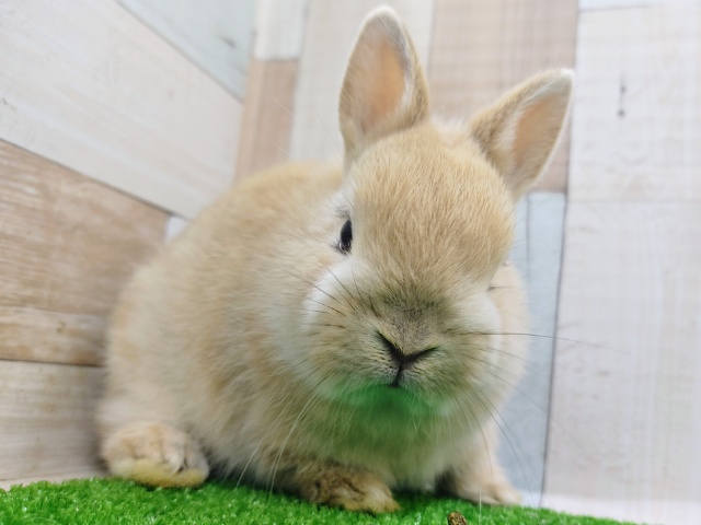 ネザーランドドワーフ