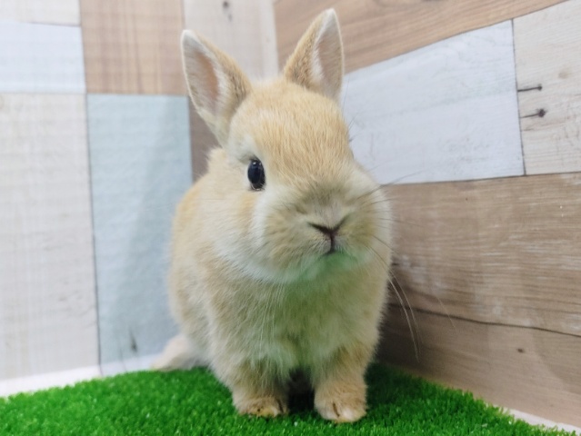 ネザーランドドワーフ