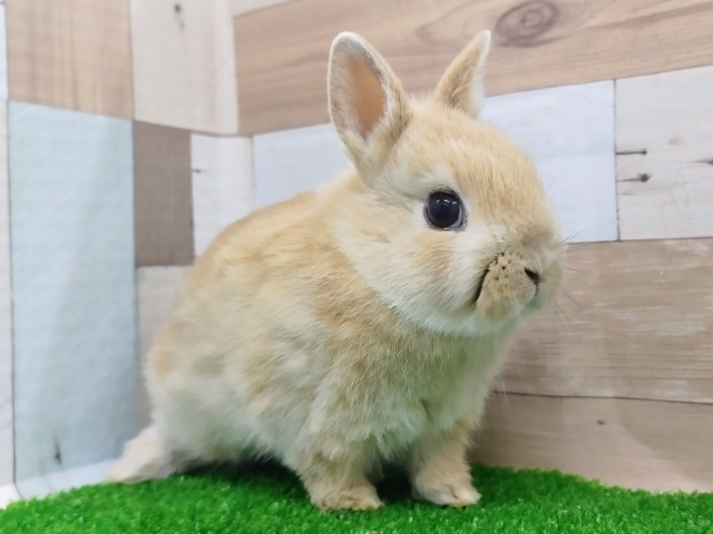 ネザーランドドワーフ