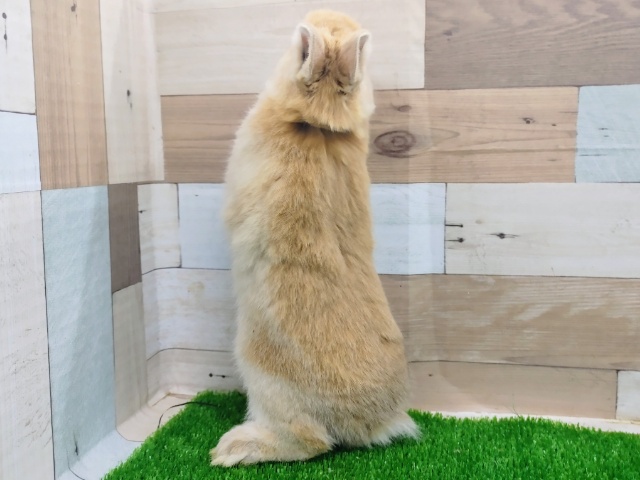 ネザーランドドワーフ