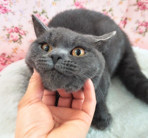 ブリティッシュショートヘア