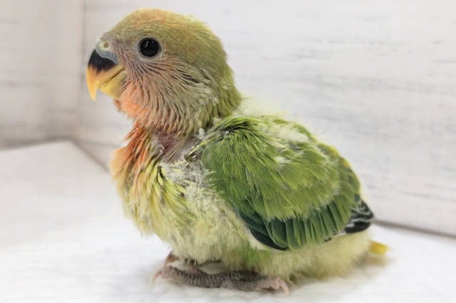 コザクラインコ（小桜インコ）