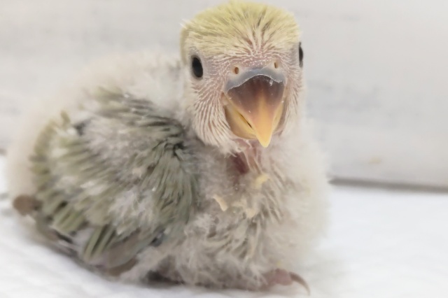 コザクラインコ（小桜インコ）