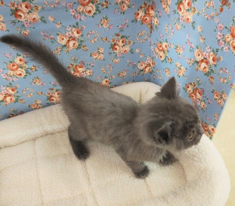 スコティッシュフォールド