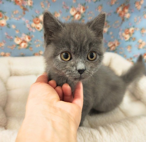 スコティッシュフォールド