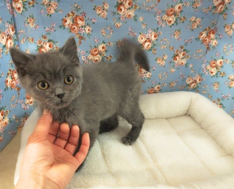 スコティッシュフォールド