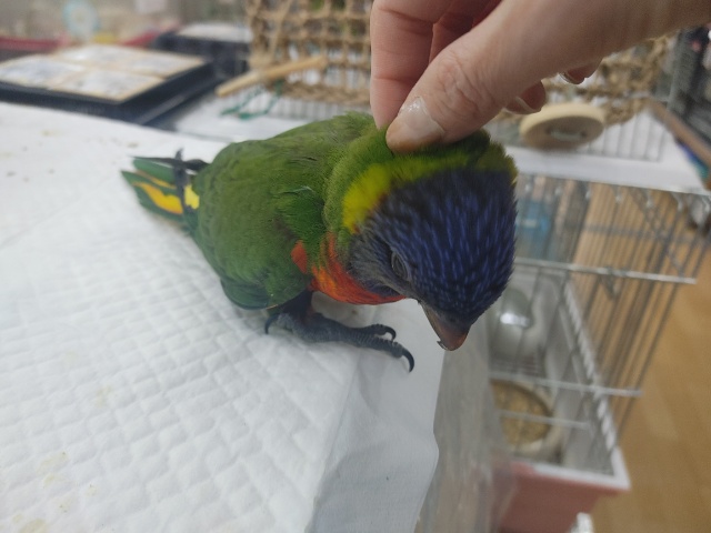 ゴシキセイガイインコ