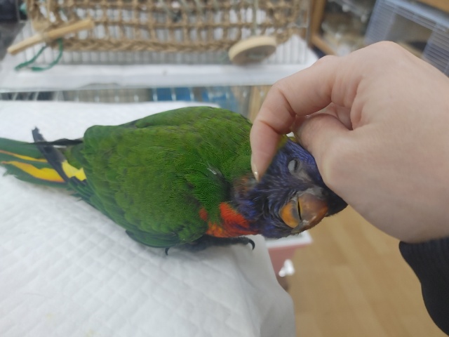 ゴシキセイガイインコ