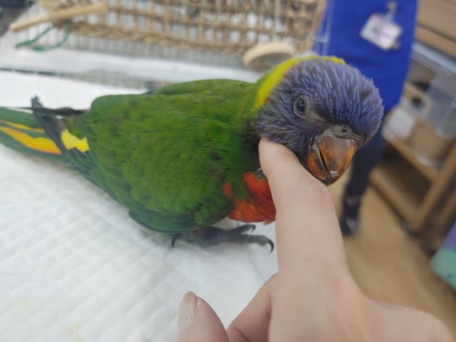 ゴシキセイガイインコ
