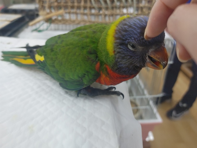 ゴシキセイガイインコ