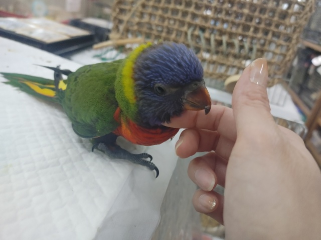 ゴシキセイガイインコ