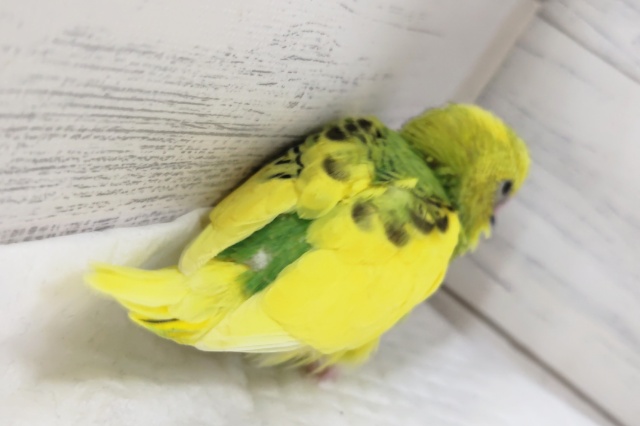 セキセイインコ