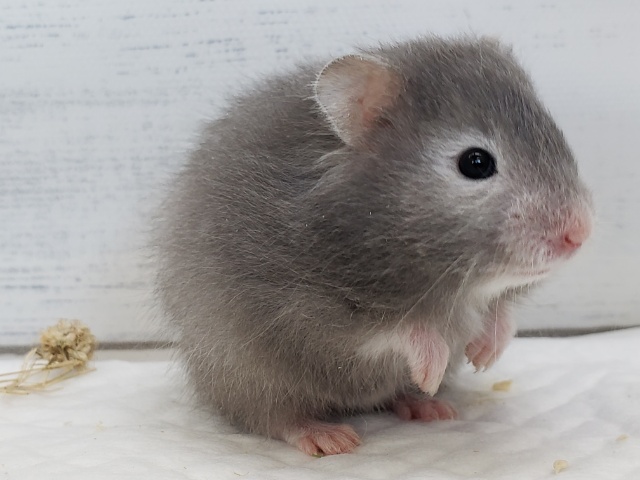 ゴールデンハムスター