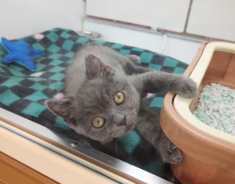 スコティッシュフォールド