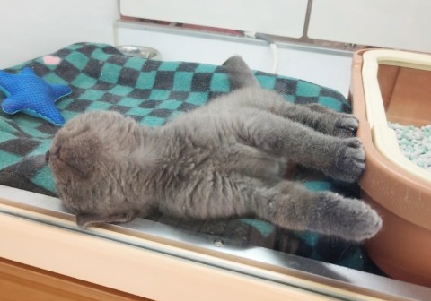 スコティッシュフォールド