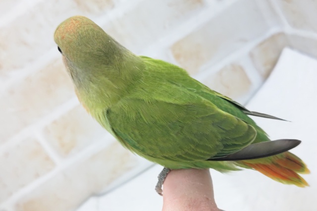 コザクラインコ（小桜インコ）