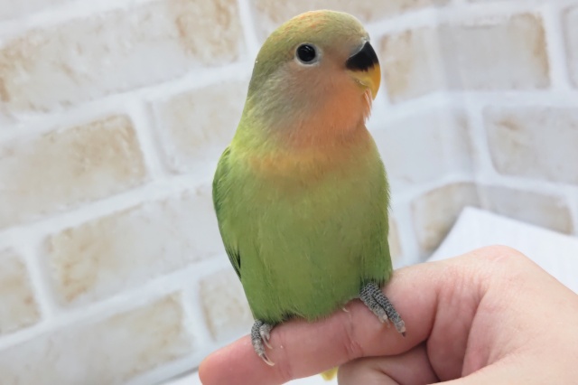 コザクラインコ（小桜インコ）