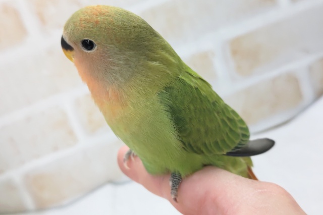 コザクラインコ（小桜インコ）