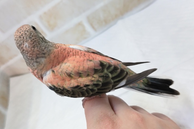 アキクサインコ（秋草インコ）