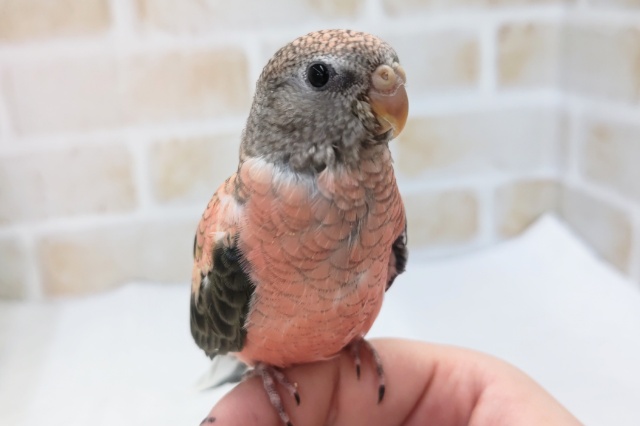 アキクサインコ（秋草インコ）