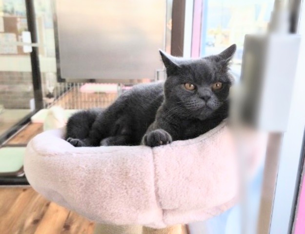 ブリティッシュショートヘア