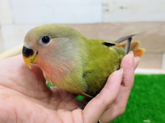 コザクラインコ（小桜インコ）