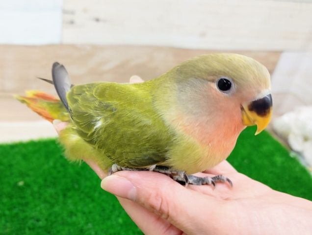 コザクラインコ（小桜インコ）