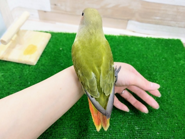 コザクラインコ（小桜インコ）