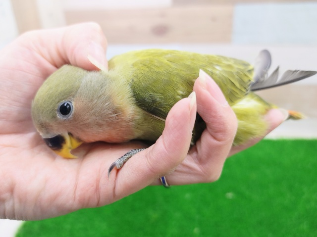 コザクラインコ（小桜インコ）