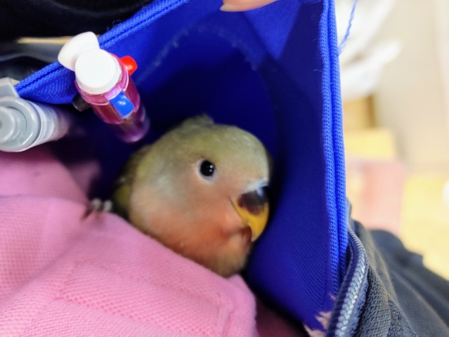 コザクラインコ（小桜インコ）