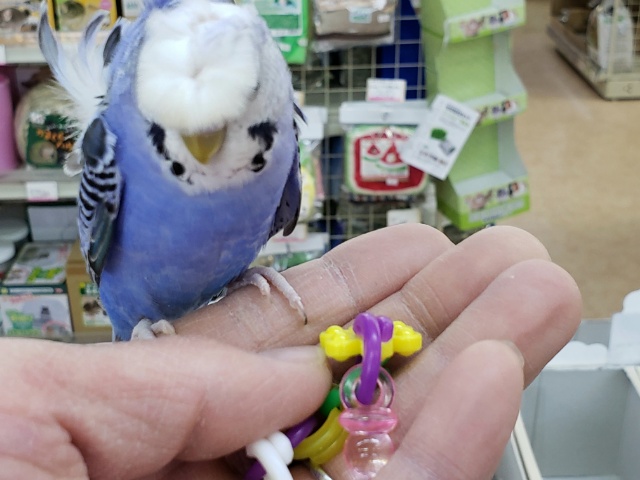 羽衣セキセイインコ