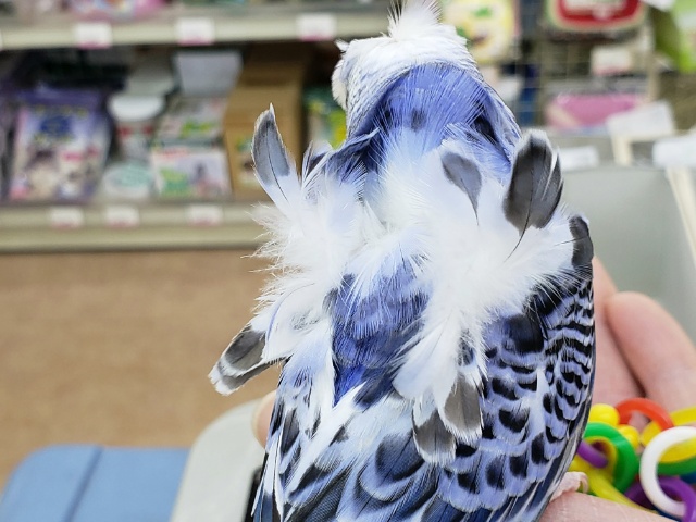 羽衣セキセイインコ