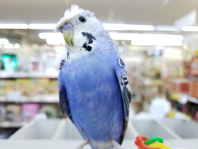 羽衣セキセイインコ