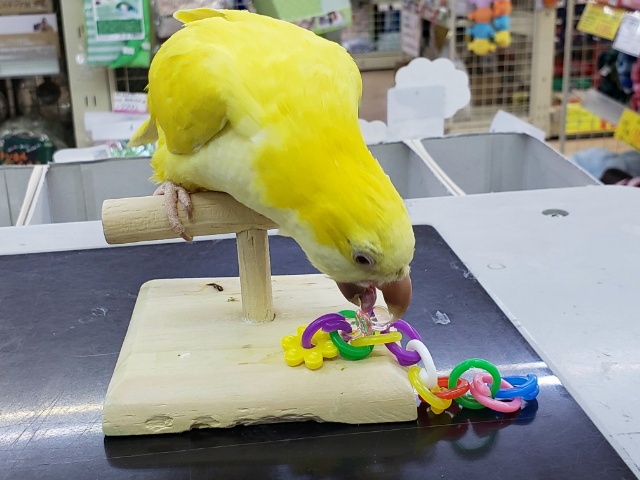 オキナインコ