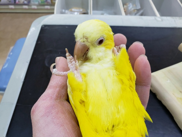 オキナインコ
