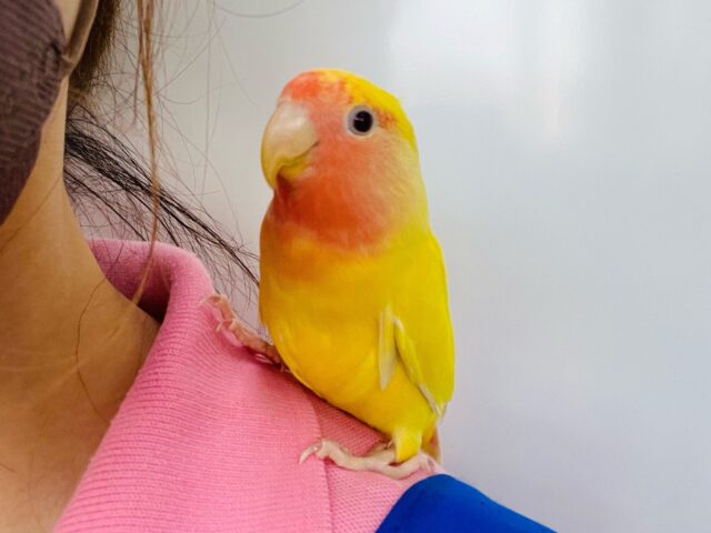 コザクラインコ（小桜インコ）