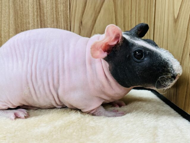 スキニーギニアピッグ