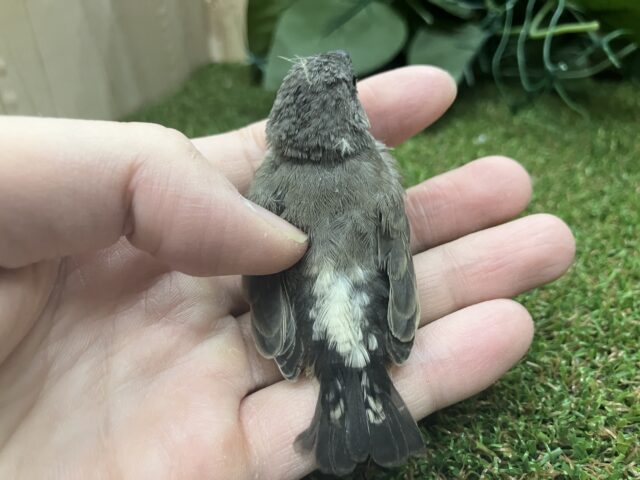 錦花鳥（キンカチョウ）