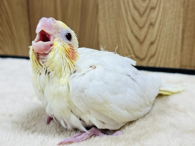 オカメインコ