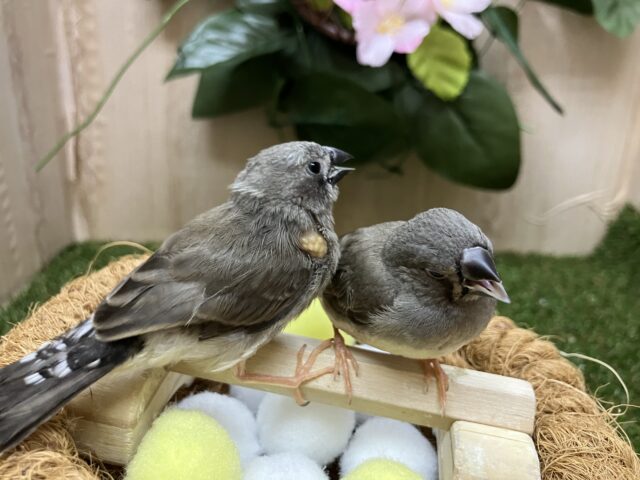 錦花鳥（キンカチョウ）