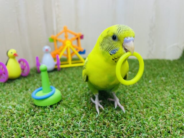 セキセイインコ
